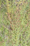 Hairy pinweed